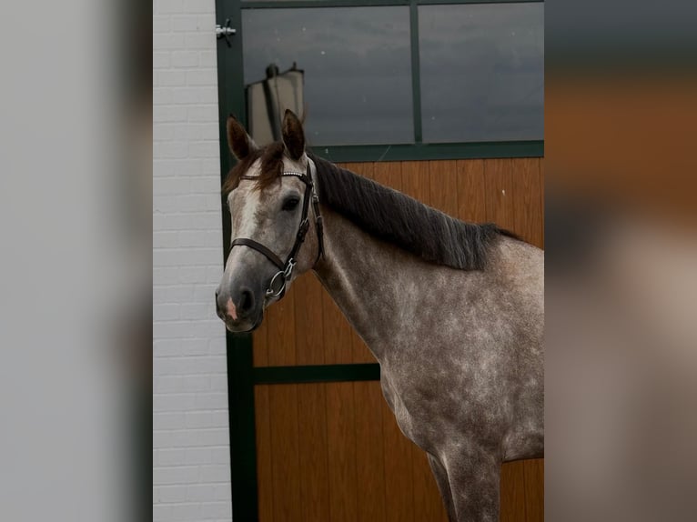Zangersheider Jument 4 Ans 165 cm Gris pommelé in Erftstadt