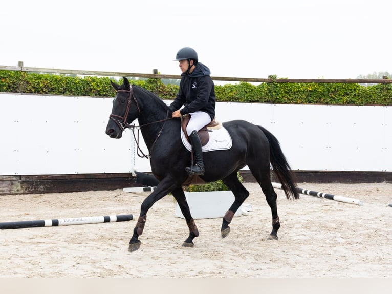 Zangersheider Jument 4 Ans 165 cm Noir in Waddinxveen Zangersheider Jument 4 Ans 165 cm Noir in Waddinxveen