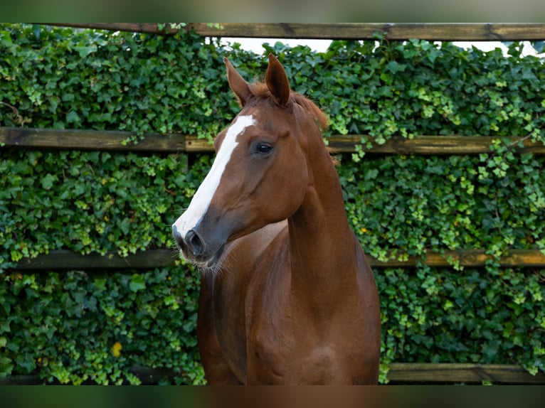 Zangersheider Jument 4 Ans 166 cm Alezan in Waddinxveen