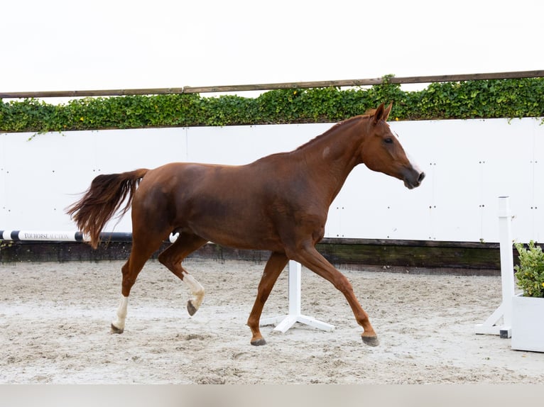 Zangersheider Jument 4 Ans 166 cm Alezan in Waddinxveen