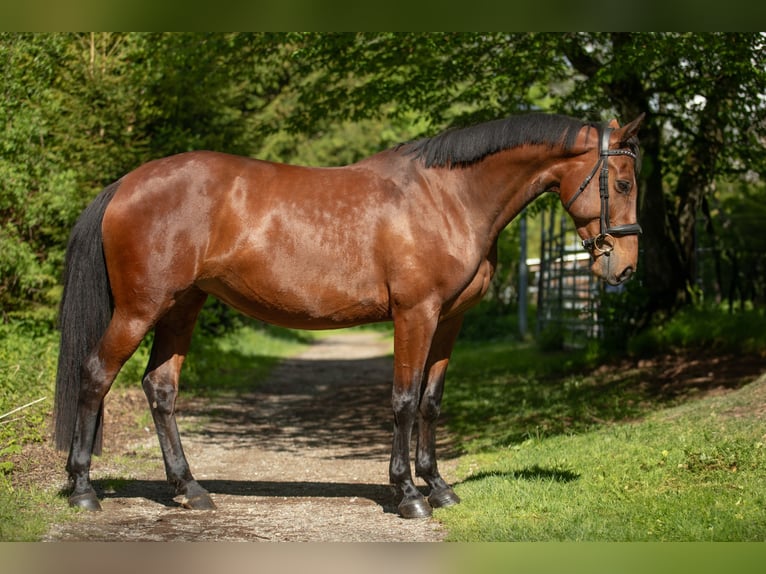 Zangersheider Jument 4 Ans 166 cm Bai in Wertach