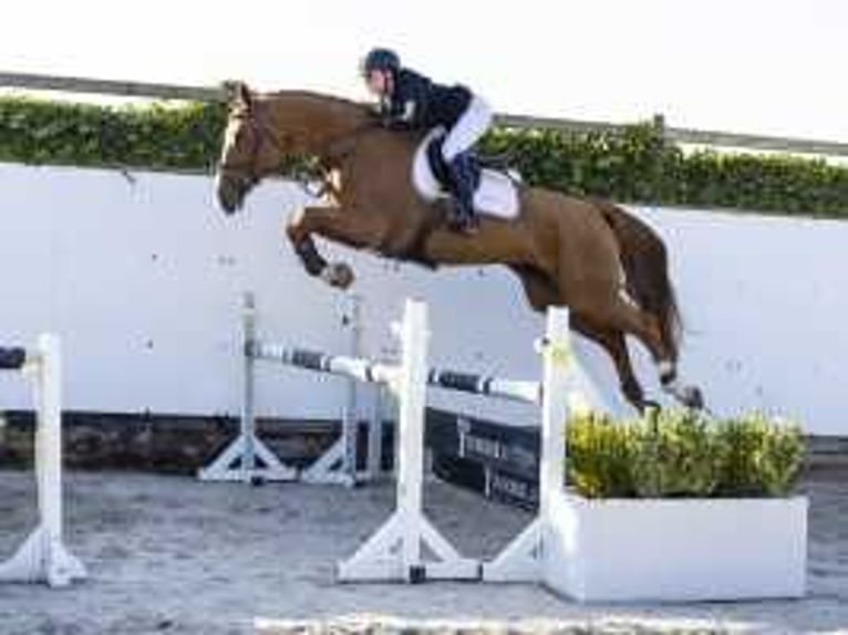 Zangersheider Jument 4 Ans 167 cm Alezan in Waddinxveen