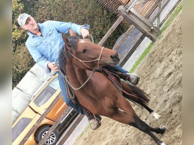 Zangersheider Jument 4 Ans 167 cm Bai clair in Maarkedal