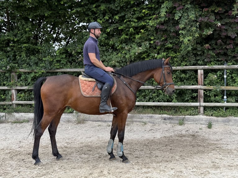 Zangersheider Jument 4 Ans 167 cm  in Bad Homburg vor der Höhe