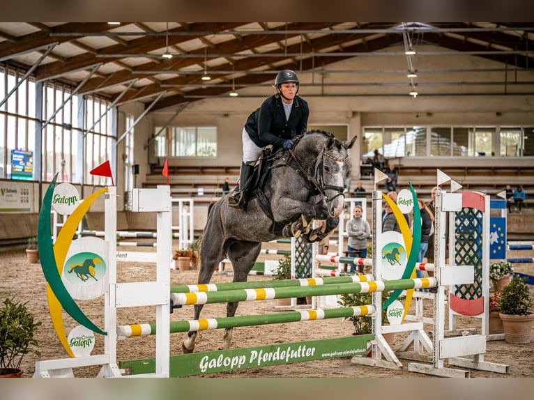 Zangersheider Jument 4 Ans 167 cm Gris in Erkelenz