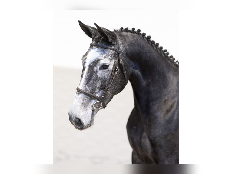 Zangersheider Jument 4 Ans 167 cm Gris in Heerde