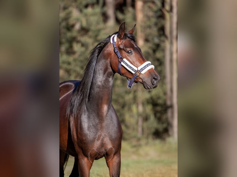 Zangersheider Jument 4 Ans 168 cm Bai brun in Zielona G&#xF3;ra