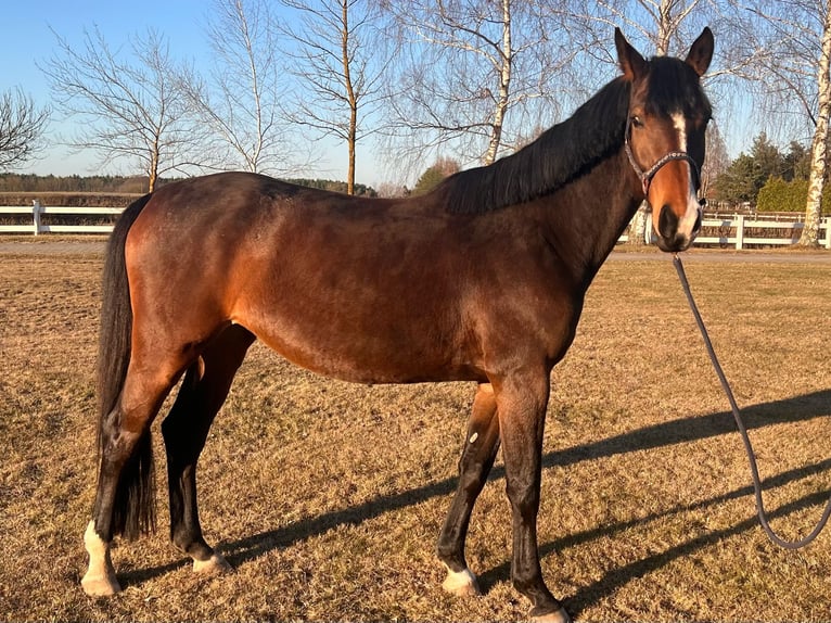 Zangersheider Jument 4 Ans 168 cm Bai brun in Wiesengrund
