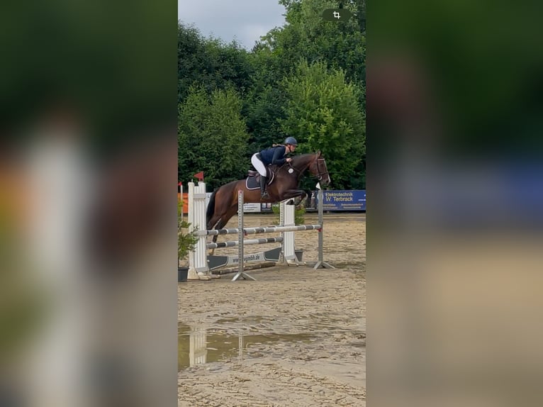 Zangersheider Jument 4 Ans 168 cm Bai in Borken