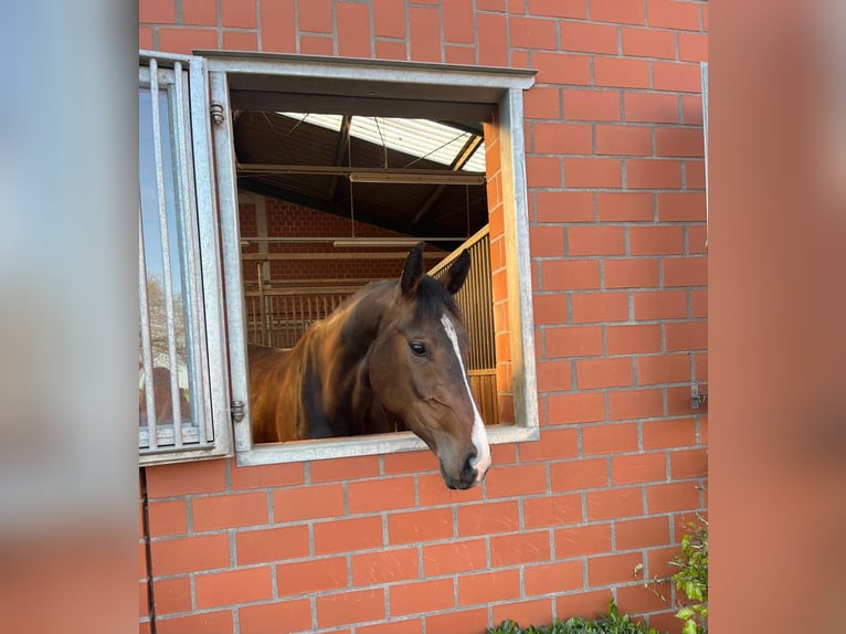 Zangersheider Jument 4 Ans 168 cm Bai in Borken