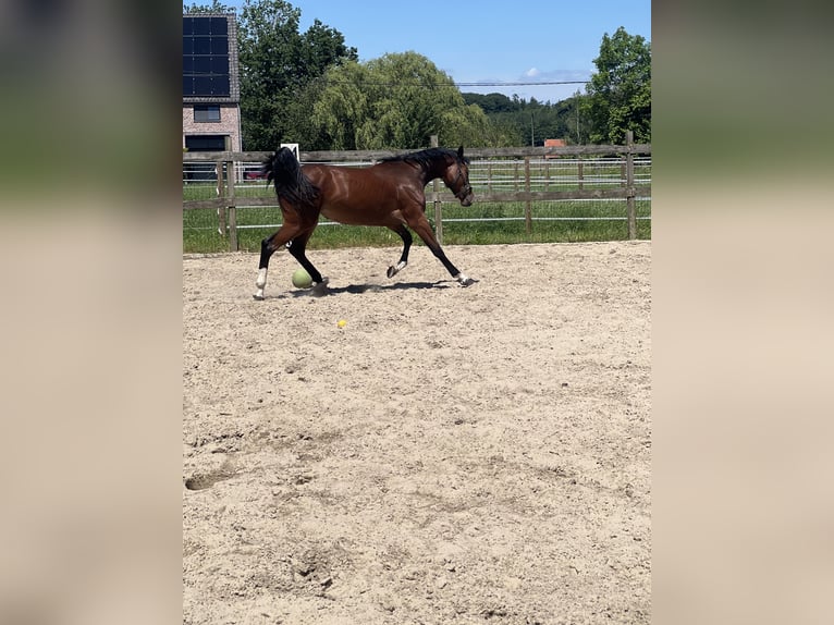 Zangersheider Jument 4 Ans 168 cm Bai in Leuven