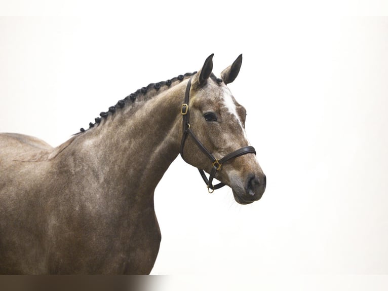 Zangersheider Jument 4 Ans 168 cm Gris in Waddinxveen