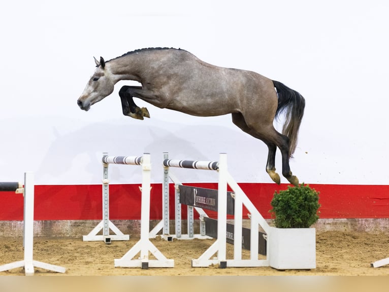 Zangersheider Jument 4 Ans 168 cm Gris in Waddinxveen