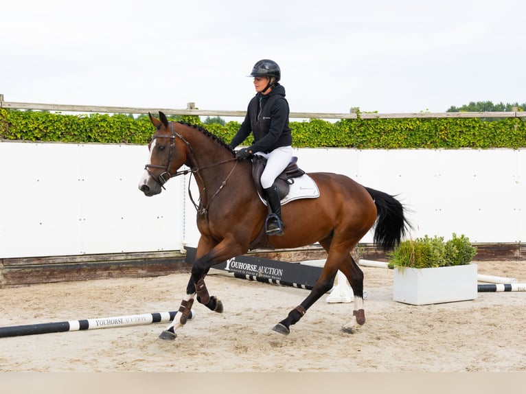 Zangersheider Jument 4 Ans 169 cm Bai brun in Waddinxveen