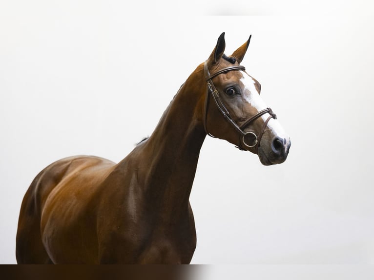 Zangersheider Jument 4 Ans 169 cm Bai brun in Waddinxveen