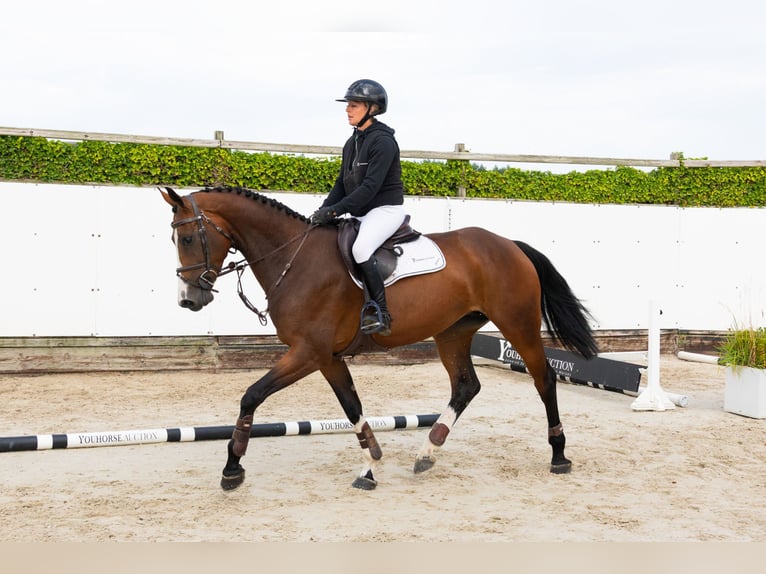 Zangersheider Jument 4 Ans 169 cm Bai brun in Waddinxveen