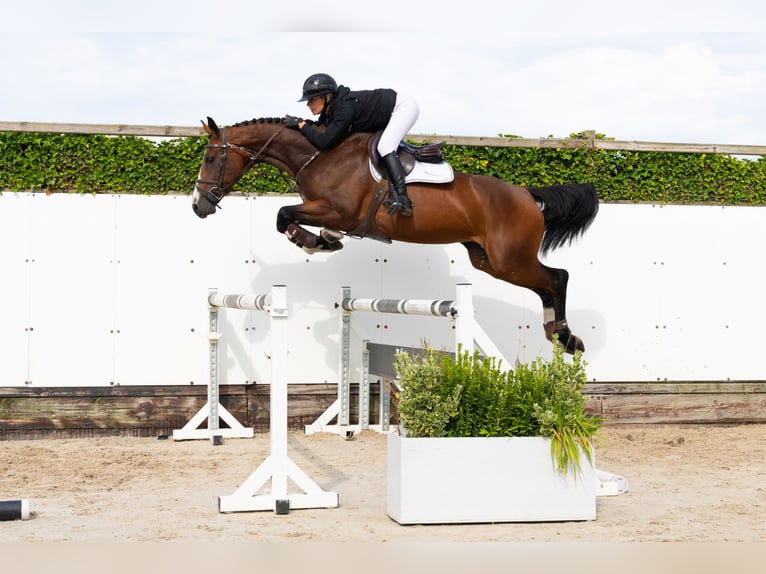 Zangersheider Jument 4 Ans 169 cm Bai brun in Waddinxveen