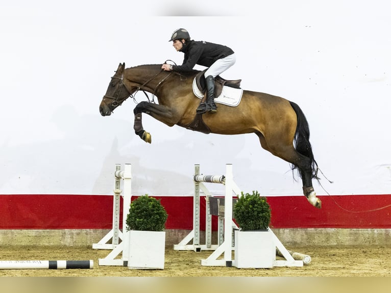 Zangersheider Jument 4 Ans 169 cm Bai in Waddinxveen