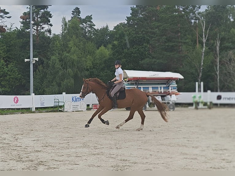 Zangersheider Jument 4 Ans 170 cm Alezan in M&#x142;yn Dolny