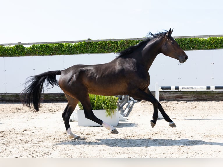 Zangersheider Jument 4 Ans 170 cm Bai brun in Waddinxveen