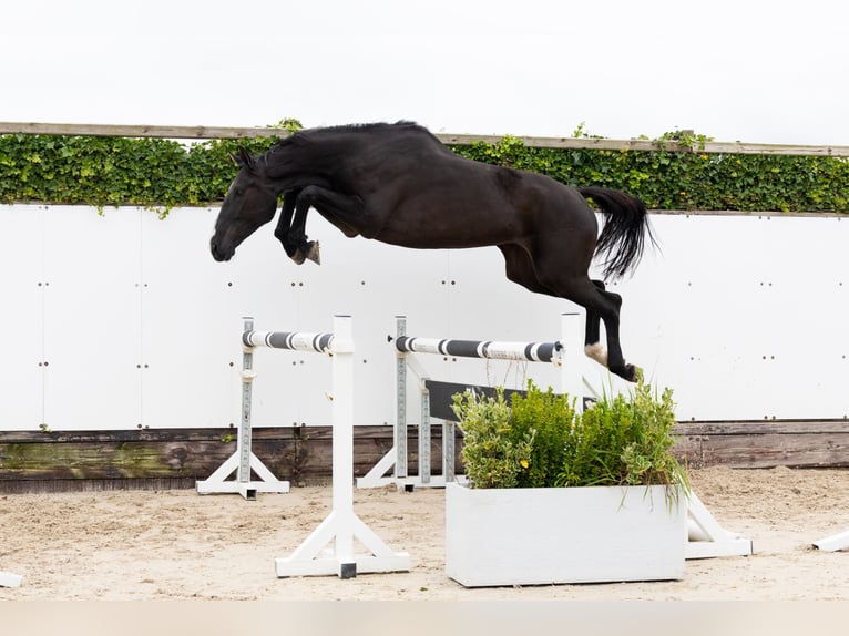 Zangersheider Jument 4 Ans 170 cm Noir in Waddinxveen Zangersheider Jument 4 Ans 170 cm Noir in Waddinxveen