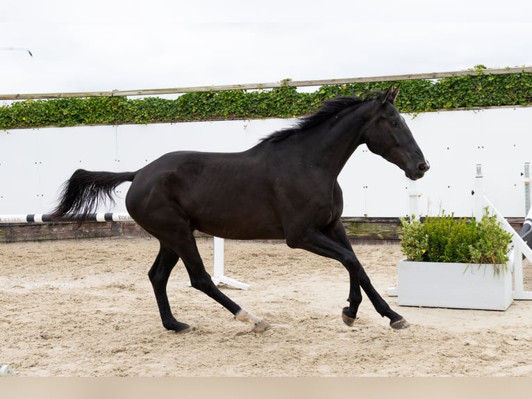 Zangersheider Jument 4 Ans 170 cm Noir in Waddinxveen Zangersheider Jument 4 Ans 170 cm Noir in Waddinxveen