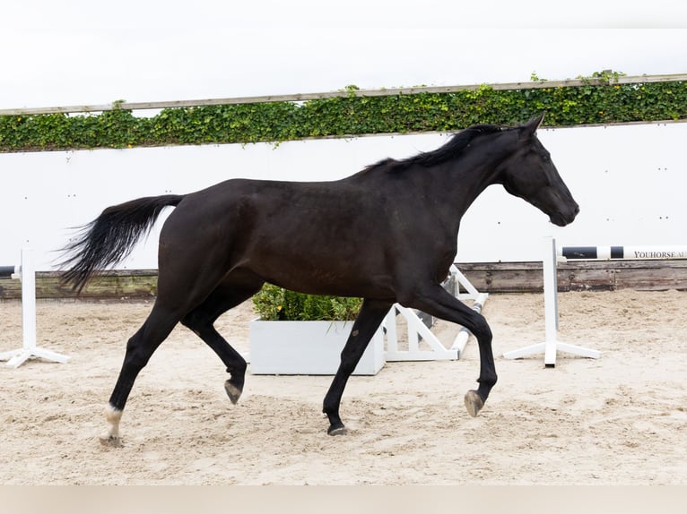 Zangersheider Jument 4 Ans 170 cm Noir in Waddinxveen Zangersheider Jument 4 Ans 170 cm Noir in Waddinxveen