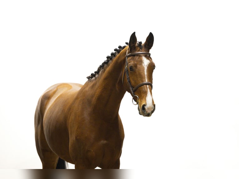 Zangersheider Jument 4 Ans 173 cm Bai in Waddinxveen