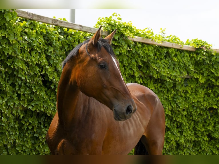 Zangersheider Jument 4 Ans 174 cm Bai in Waddinxveen