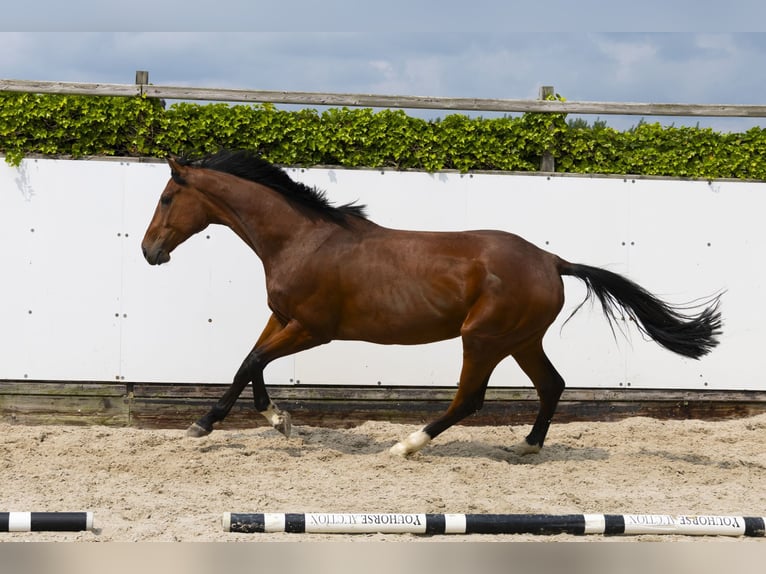 Zangersheider Jument 4 Ans 174 cm Bai in Waddinxveen