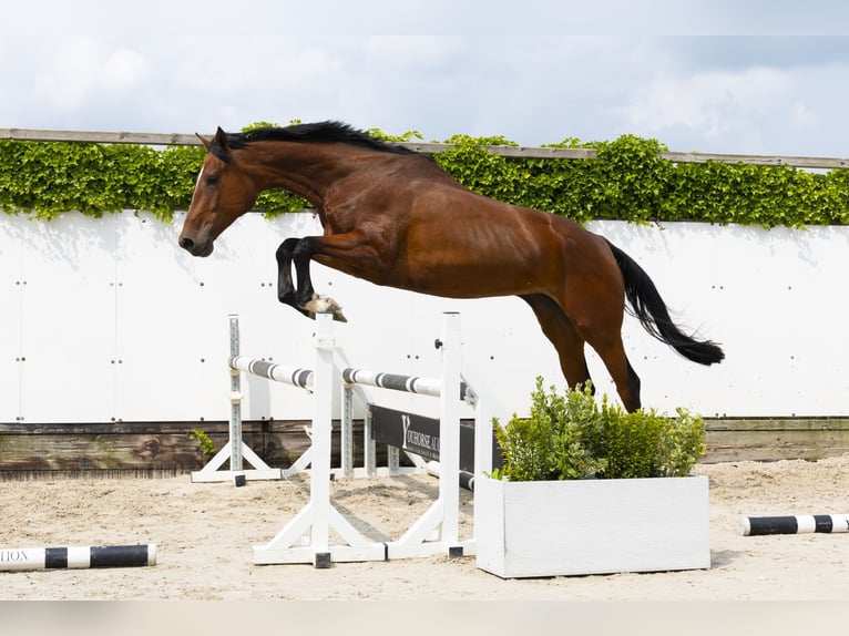 Zangersheider Jument 4 Ans 174 cm Bai in Waddinxveen