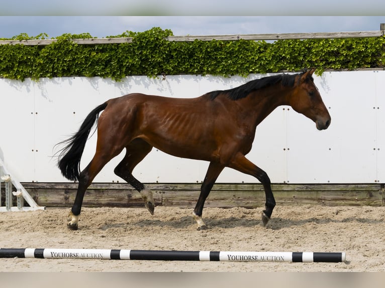 Zangersheider Jument 4 Ans 174 cm Bai in Waddinxveen