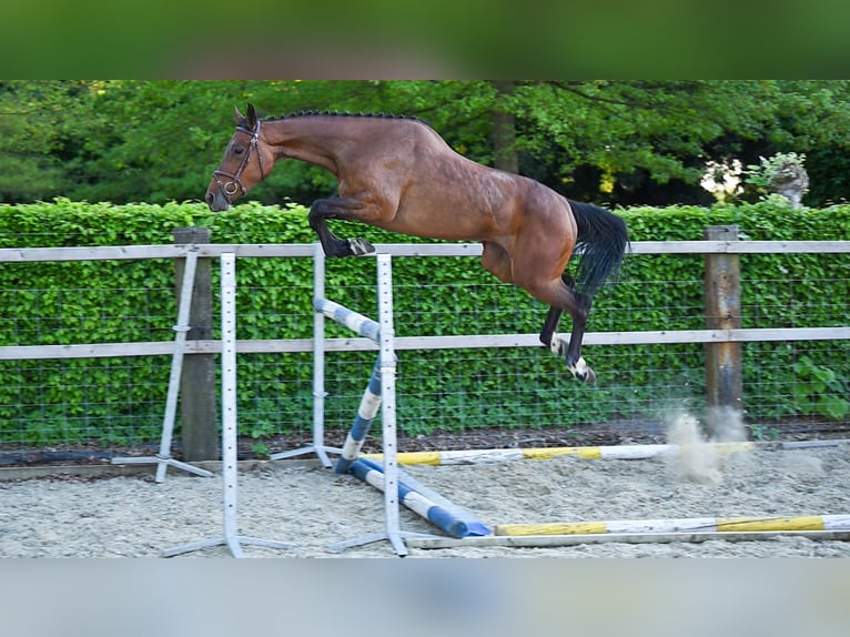 Zangersheider Jument 4 Ans Bai in GROTE BROGEL