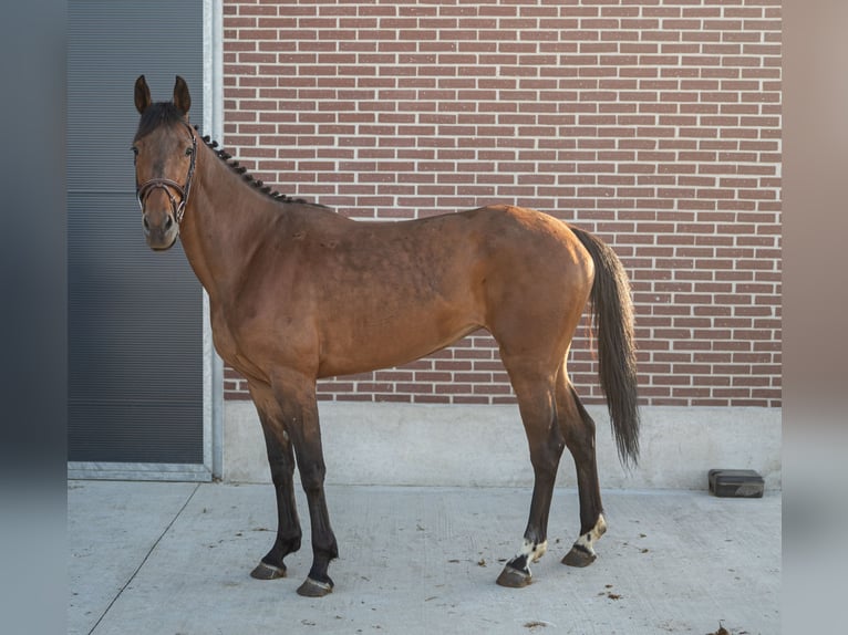 Zangersheider Jument 4 Ans Bai in GROTE BROGEL
