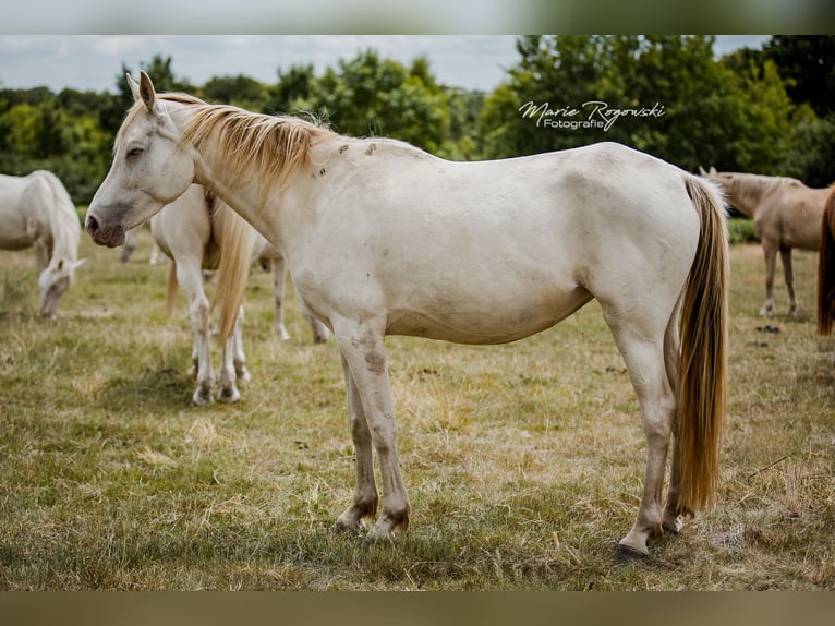 Zangersheider Jument 5 Ans 154 cm Champagne in Beaumont pied-de-boeuf