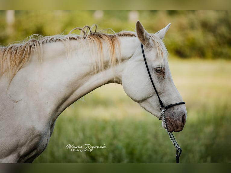 Zangersheider Jument 5 Ans 154 cm Champagne in Beaumont pied-de-boeuf