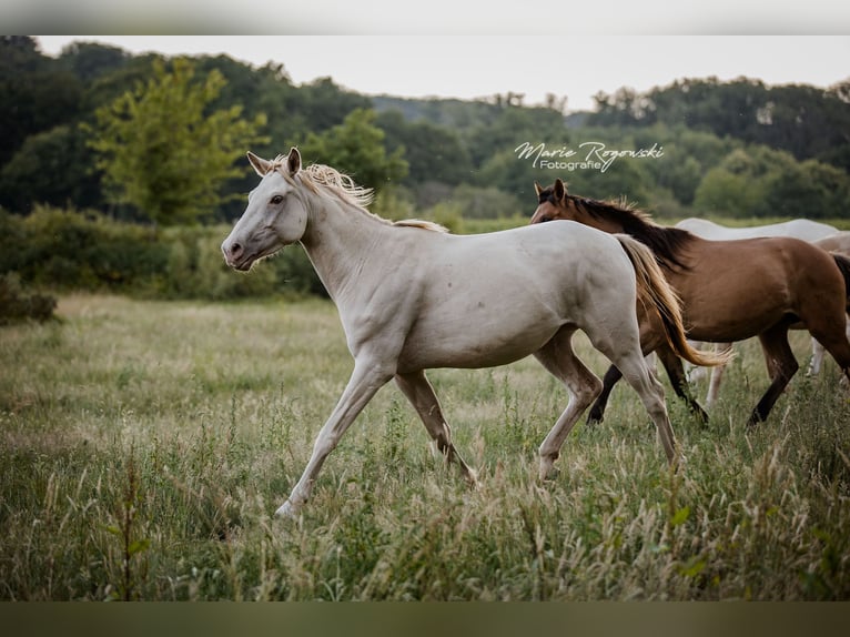 Zangersheider Jument 5 Ans 155 cm Champagne in Beaumont-Pied-de-Buf
