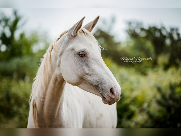 Zangersheider Jument 5 Ans 155 cm Champagne in Beaumont-Pied-de-Buf