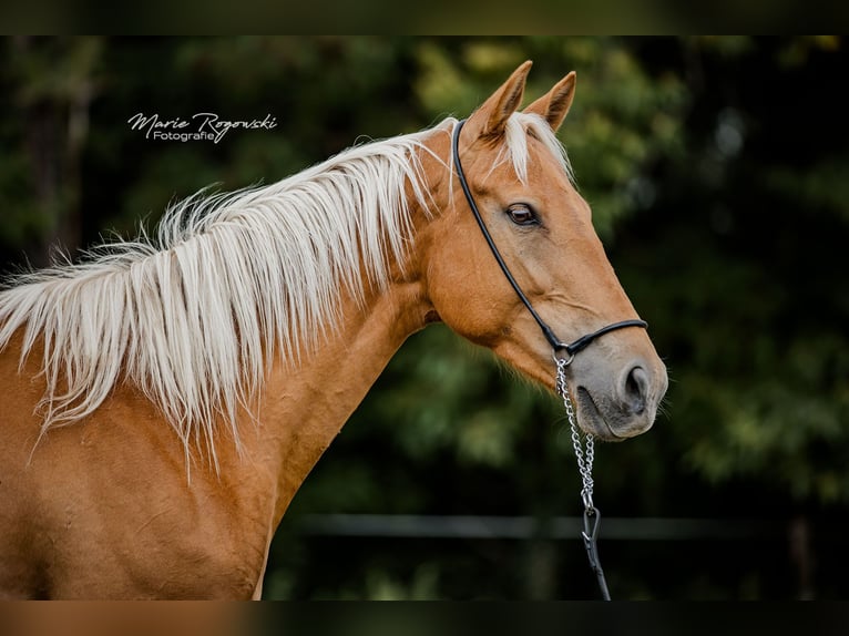 Zangersheider Jument 5 Ans 156 cm Palomino in Beaumont-Pied-de-Buf
