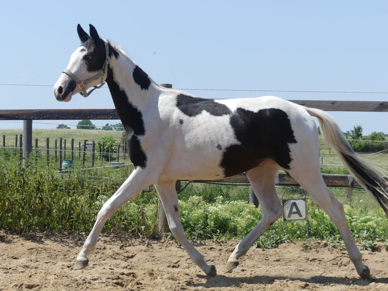 Zangersheider Jument 5 Ans 156 cm Pinto in Mücheln