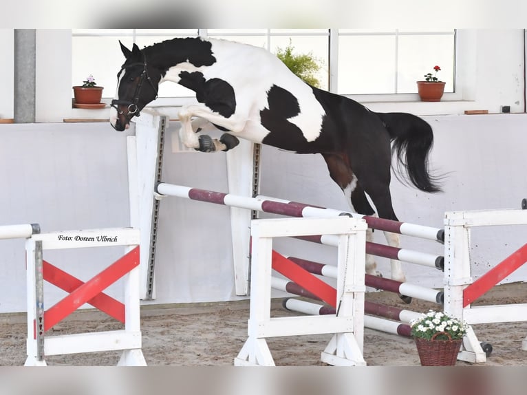 Zangersheider Jument 5 Ans 156 cm Pinto in Mücheln