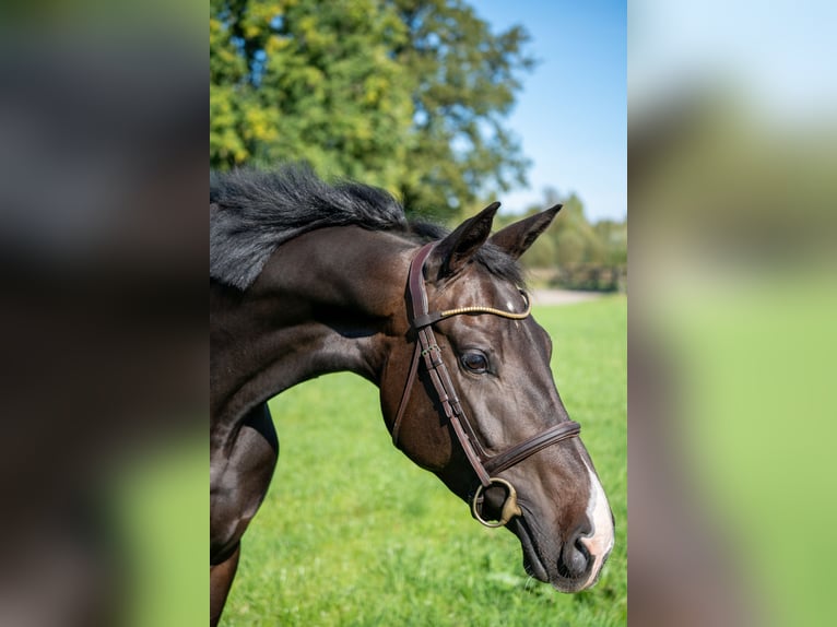 Zangersheider Jument 5 Ans 157 cm Bai brun in Gelselaar