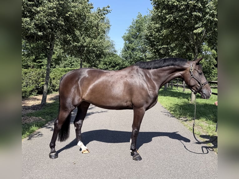 Zangersheider Jument 5 Ans 157 cm Bai brun in Gelselaar