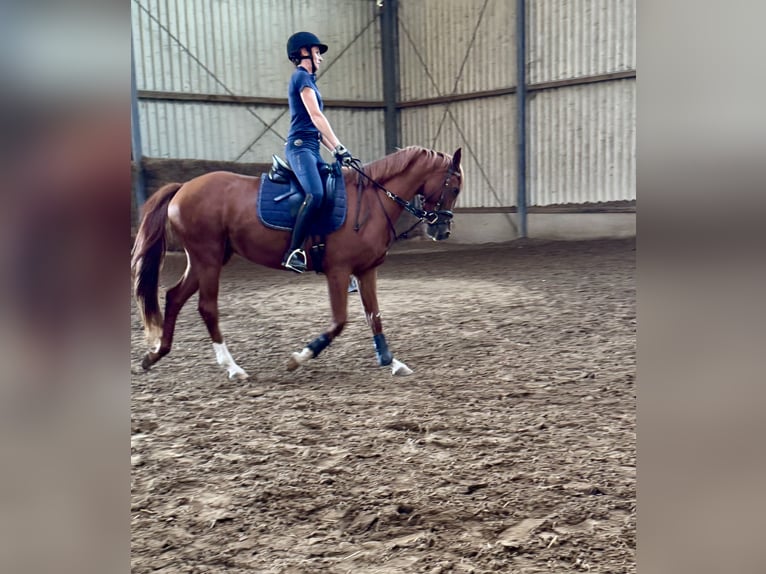 Zangersheider Jument 5 Ans 158 cm Alezan in Meerbusch