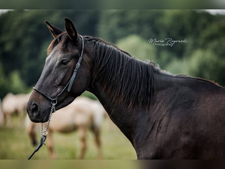 Zangersheider Jument 5 Ans 158 cm Bai in Beaumont-Pied-de-Buf