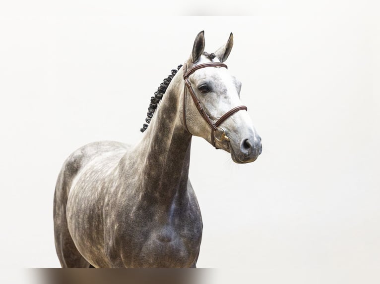 Zangersheider Jument 5 Ans 159 cm Gris in Waddinxveen