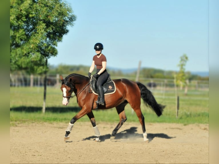 Zangersheider Jument 5 Ans 160 cm Bai in Schattendorf