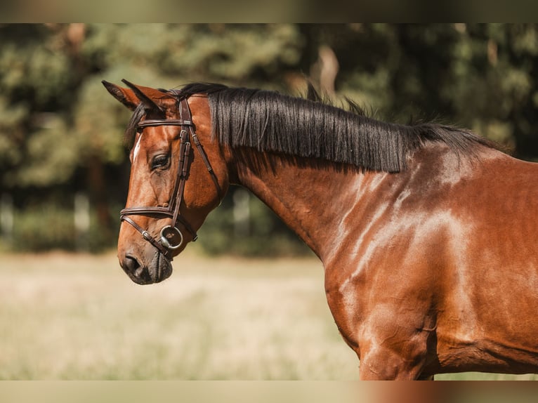 Zangersheider Jument 5 Ans 160 cm Bai in GROTE-BROGEL