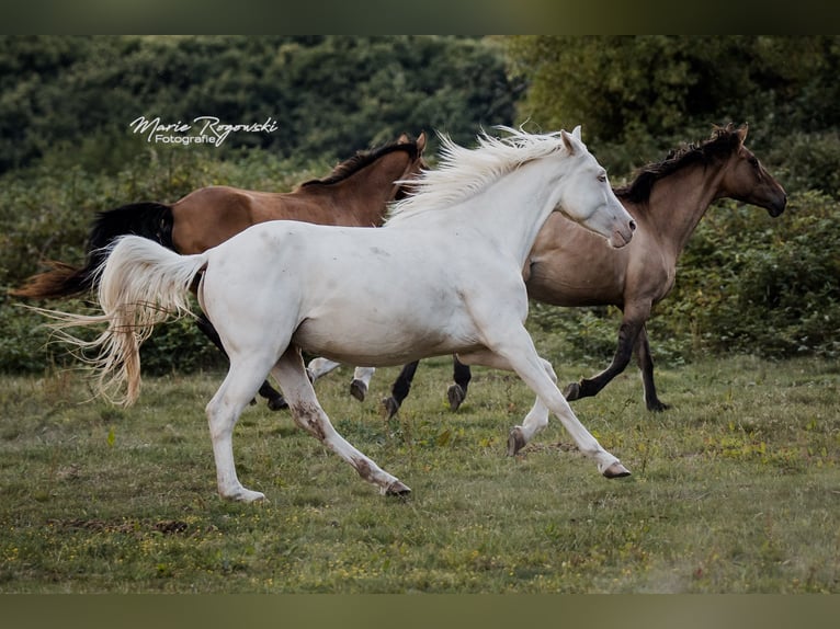 Zangersheider Jument 5 Ans 160 cm Cremello in Beaumont pied-de-boeuf
