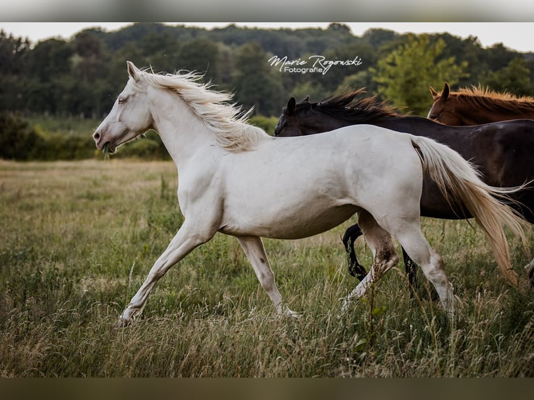 Zangersheider Jument 5 Ans 160 cm Cremello in Beaumont pied-de-boeuf